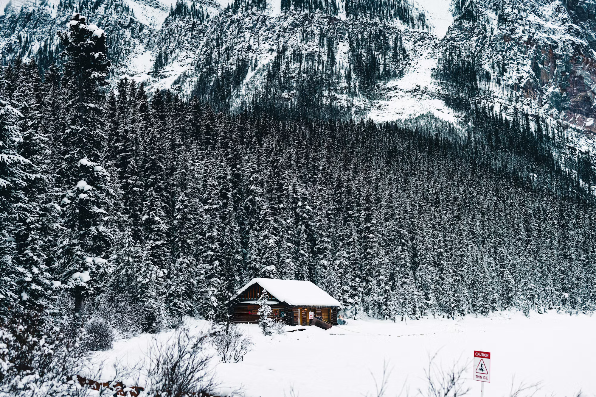 Exploring the World of Plant-Based Cooking